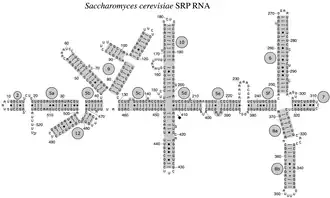 Eukaryotic yeast SRP RNA from Saccharomyces cerevisiae