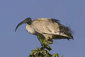 The ibis species that represents Thoth