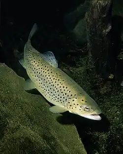 A brown trout in a river