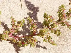 Salsola kali, Salsoloideae