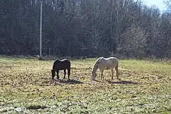 Horses in a pasture east of Caldwell