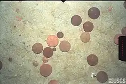 A number of sand dollars on the seabed