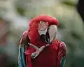 Scarlet macaw in Bloedel Conservatory