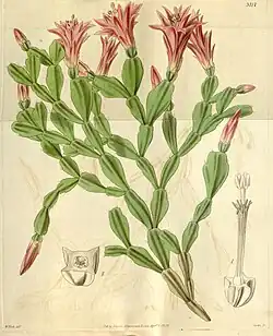 Drawing is probably of a pressed specimen as it appears flat; the base is at the bottom and the plant then branches repeatedly – about six times in the longest branch. Most branches end in either buds or regular flowers which are pinkish.