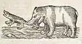 Hippopotamus woodcut