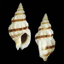 Seashell Antillophos deprinsi.