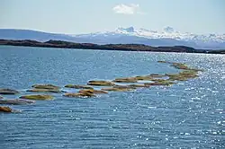 Thorverk dries seaweed with geothermal heat