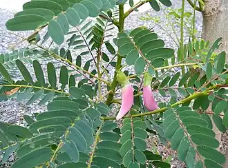 Pink-flowered variety