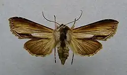 Shargacucullia prenanthis