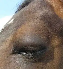 Swelling of the upper eyelid caused by a physical impact to the area