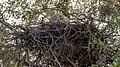 Short-toed snake eagle in its nest, Rollapadu wildlife sanctuary, Andhra Pradesh, India