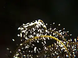 A small shrimp underwater