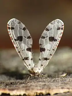 Sikaiana harti (Sikaianini)