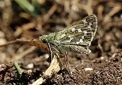 Silver-spotted skipper, Hesperia comma
