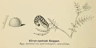 Drawing with caption silver-spotted skipper, egg, natural size and enlarged; caterpillar