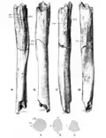 Humerus II