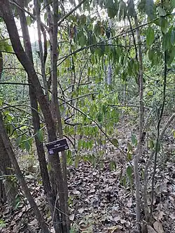 A photo of the Siphonodon celastrineus plant photographed in Chiang Mai, Thailand.