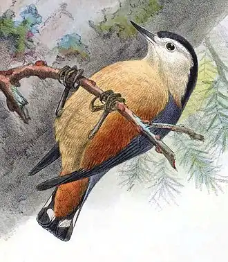 Illustration of S. przewalskii by Keulemans