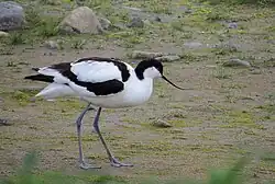 Pied avocet, Morups Tånge, Falkenberg, Halland