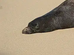 A Hawaiian monk seal observed in Kauai