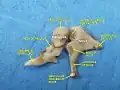 Aditory ossicles. Incus and malleus. Deep dissection.