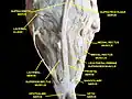 Extrinsic eye muscle. Nerves of orbita. Deep dissection.