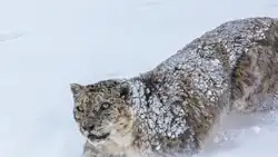 Snow leopard (Panthera uncia) in Spiti