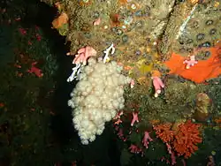 Eunephthya thyrsoidea