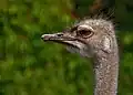 The common ostrich