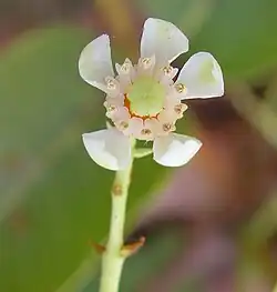 A five-petaled flower on a green stem with brown thorns.