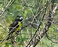 Spot-winged grosbeak