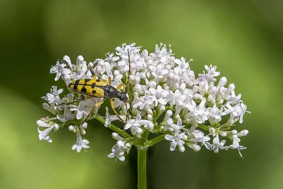 Spotted longhorn (Rutpela maculata) female on common valerian (Valeriana officinalis) Ruggeller Riet.jpg