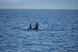 Orca mother Springer A73 surfaces close beside her younger calf Storm A116 in choppy waters off northeast Vancouver Island