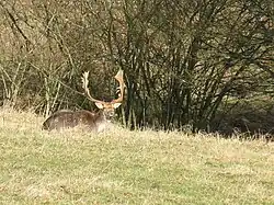 A fallow deer buck at Knepp