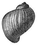 Drawing of lateral view of the shell