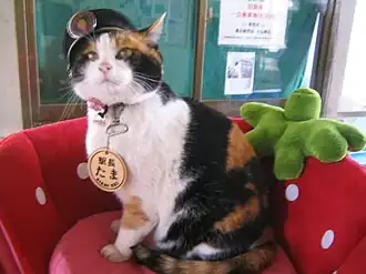 A calico cat wearing a hat and a name tag