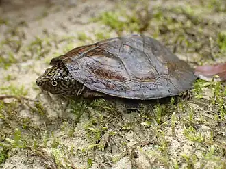 Young turtle