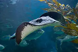 Stingray
