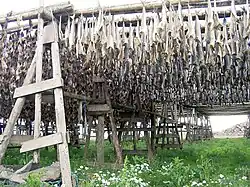 Drying stockfish in Iceland