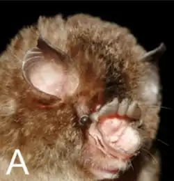 Brown bat head