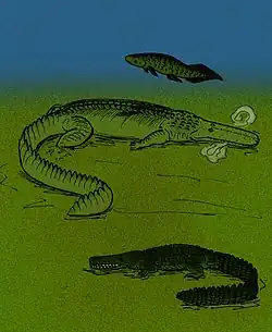 Comparison of Stomatosuchus (center) with Retodus (top) Laganosuchus (bottom)