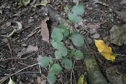 Small-leaved milk tree seedling with its juvenile foliage