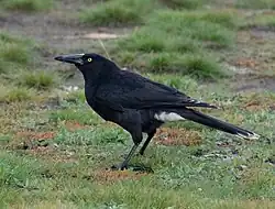 a sooty black crow-like bird stands on grass.