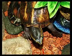 Striped mud turtle, Kinosternon baurii