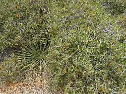Growing with Yucca schidigera