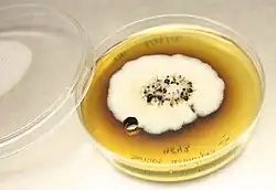 Colour photograph of Suillus albidipes cultured on potato dextrose agar in a petri dish