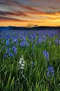 Camas lilies blooming in the marsh at sunrise