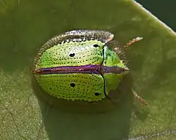 Chiridopsis bipunctata