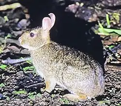 Brown rabbit