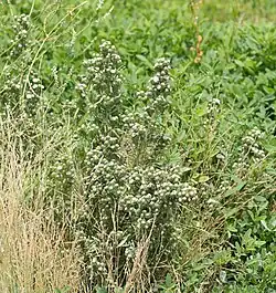 Symphyotrichum frondosum